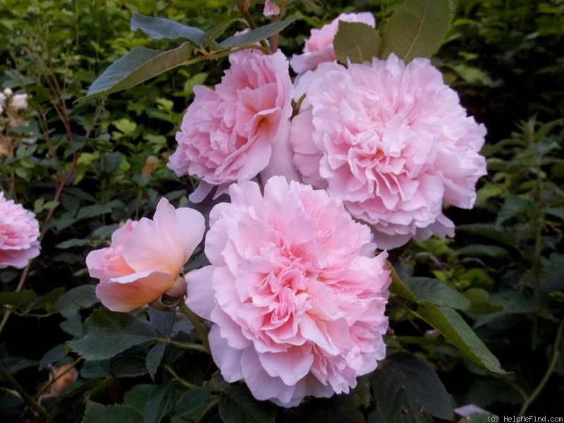 'Tea Clipper' rose photo