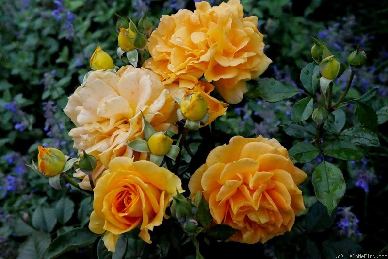 'Goldelse ® (floribunda, Evers/Tantau, 1999)' rose photo