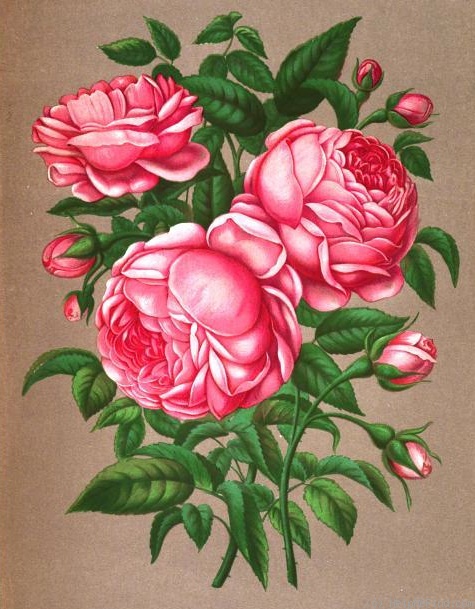 'Madame Marie Finger' rose photo