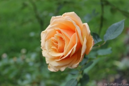 'Royal Parks' rose photo