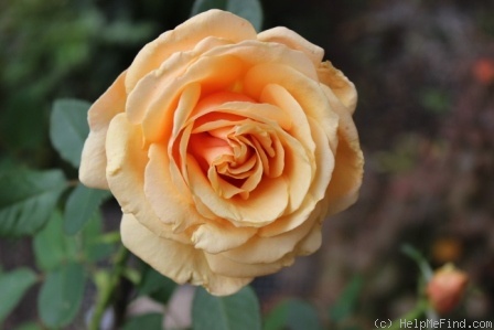 'Royal Parks' rose photo