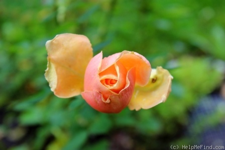 'Royal Parks' rose photo