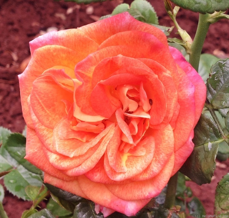 'Hanneli Rupert' rose photo
