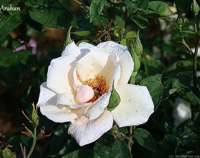 'Arahan' rose photo