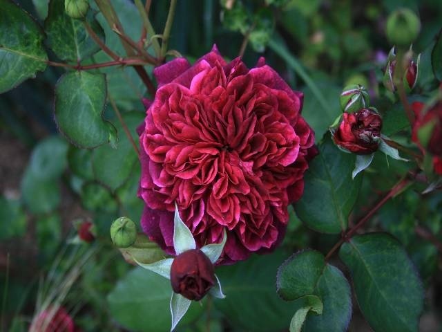 'Tradescant' rose photo