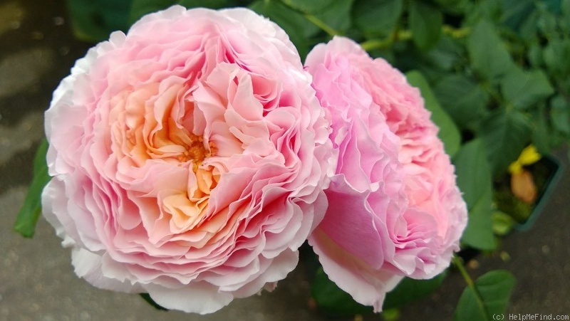 'Délicieuse Gourmandise' rose, click to enlarge 'Délicieuse Gourmandise' rose photo