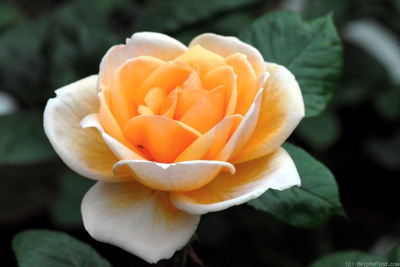 'Dame Élégante' rose photo