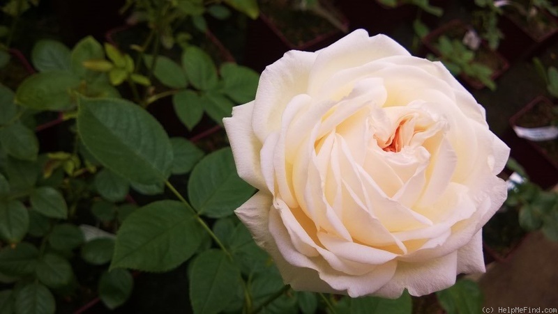 'Elara' rose photo