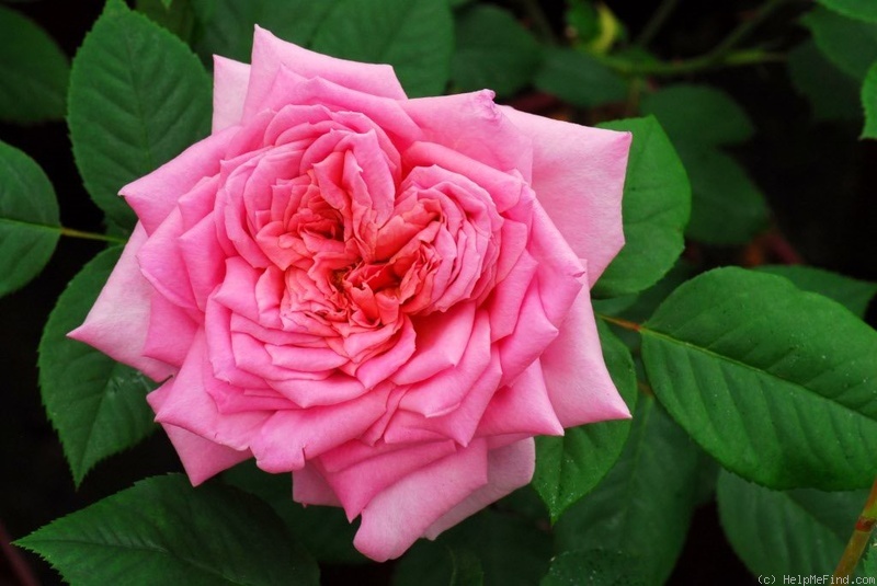 'Rêve en Rose' rose photo