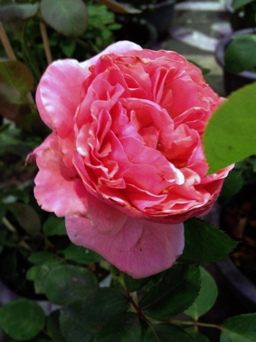 'Pink Traviata' rose photo