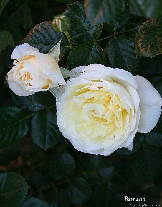 'Bamako' rose photo