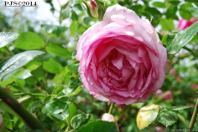 'B.R.A.I.N. - Rose' rose photo