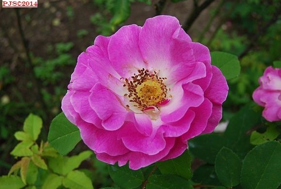 'Konrad Schnirch' rose photo