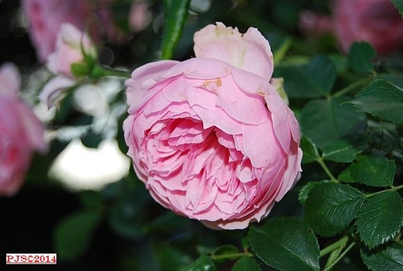 'Monika Meta Martha' rose photo