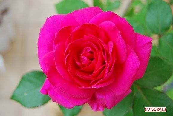 'Petra21' rose photo