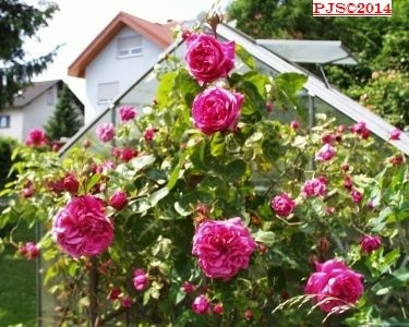 'Primadonna' rose photo