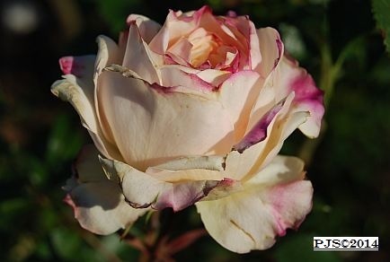 'Ursula B.' rose photo