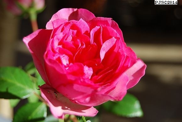 'Ute von Steinach' rose photo