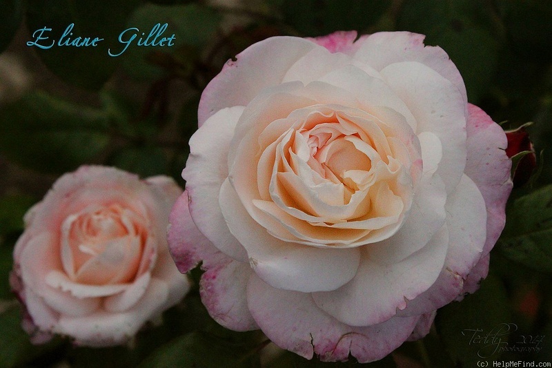 'Eliane Gillet ®' rose photo