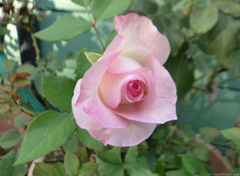 'Kisme' rose photo