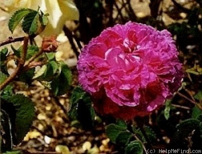 'Abailard (gallica, Sommesson, pre-1815)' rose photo
