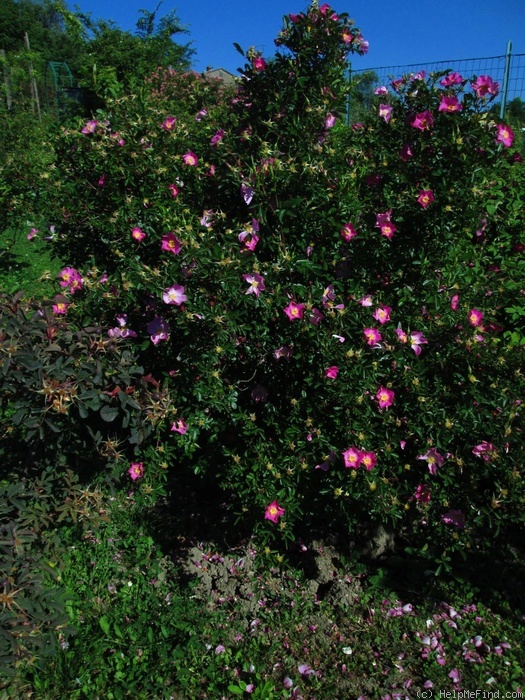 'R. virginiana' rose photo