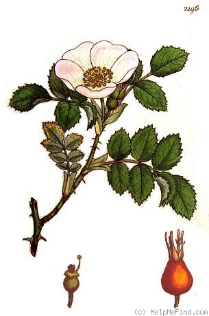 '<i>Rosa</i> X <i>hibernica</i> Smith' rose photo
