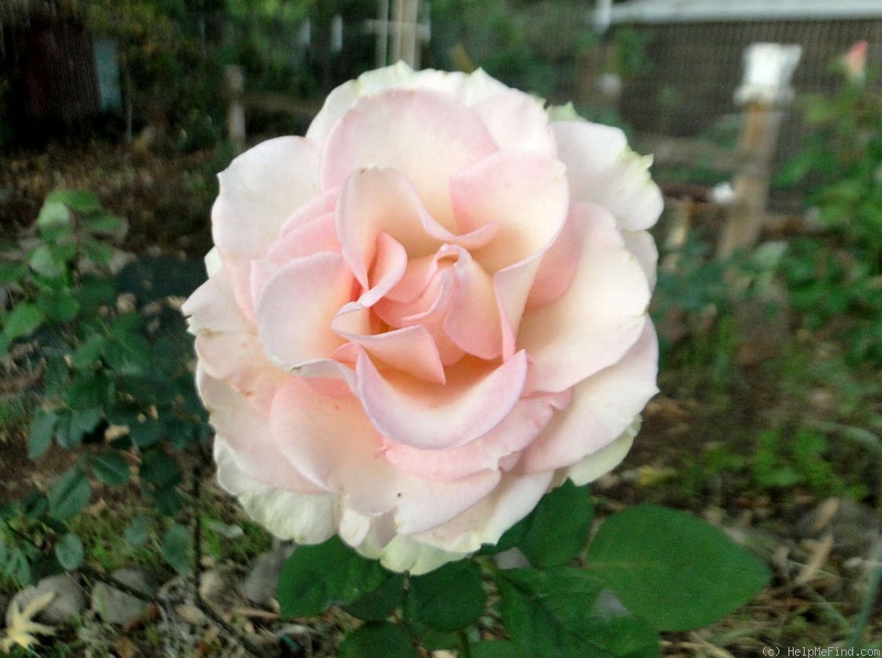 'Espérance ™ (hybrid tea, De Ruiter)' rose photo