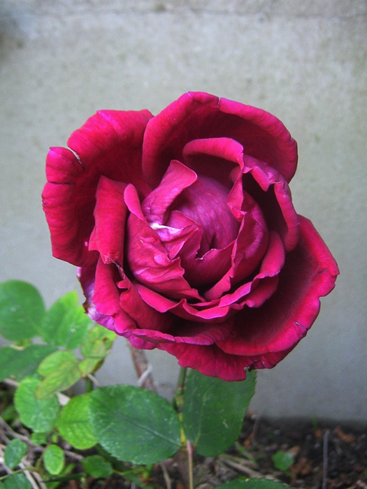 'Mrs. W. R. Groves' rose photo