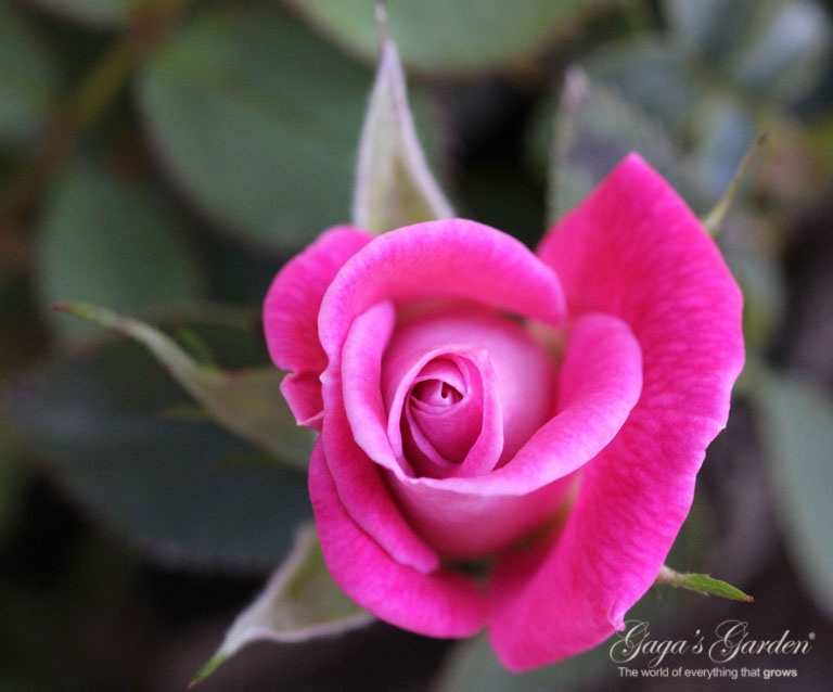 'Dr. Tommy Cairns' rose photo