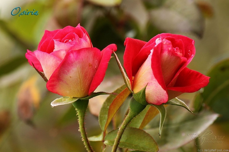 'Osiria' rose photo