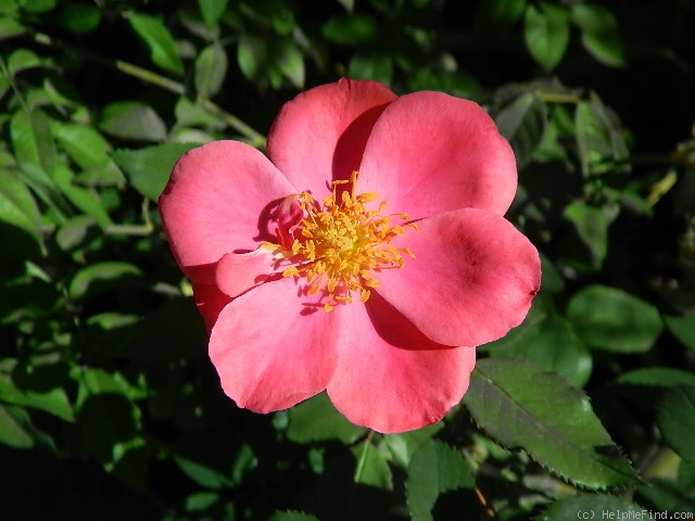 'C-04' rose photo
