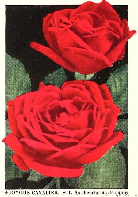 'Joyous Cavalier' rose photo