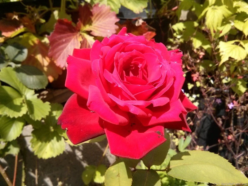 'Ruby Wedding' rose photo