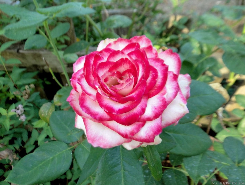 'Nicole Freelander' rose photo