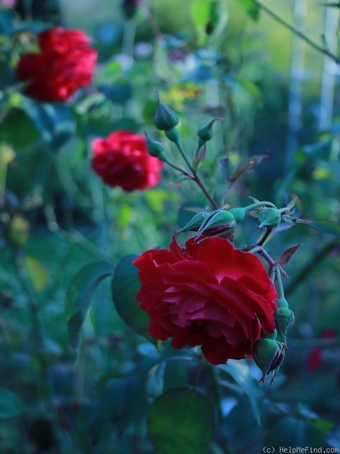 'Gruss an Teplitz' rose photo