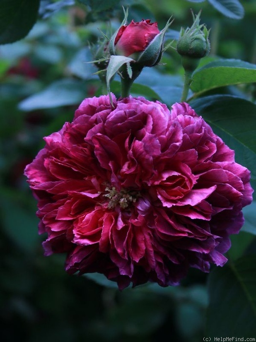 'Erinnerung an Brod' rose photo