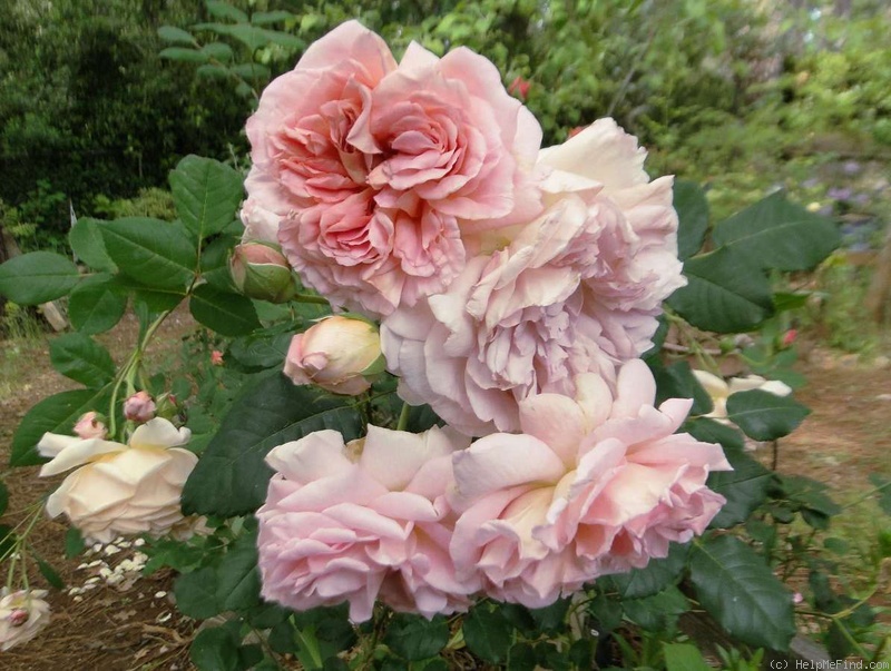 'Abraham Darby' rose photo