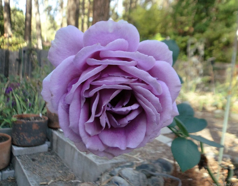 'Balkan Star' rose photo