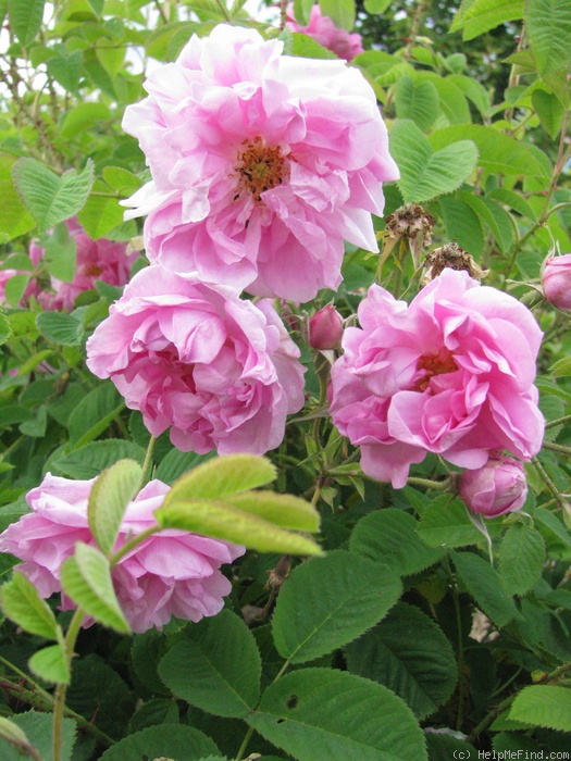'Rose à Parfum de Grasse' rose photo