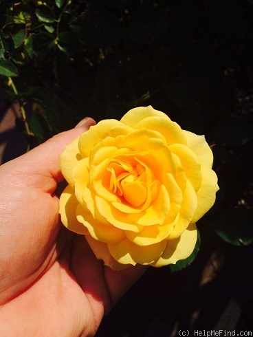 'CPPL' rose photo