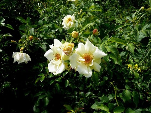 'Halloha' rose photo