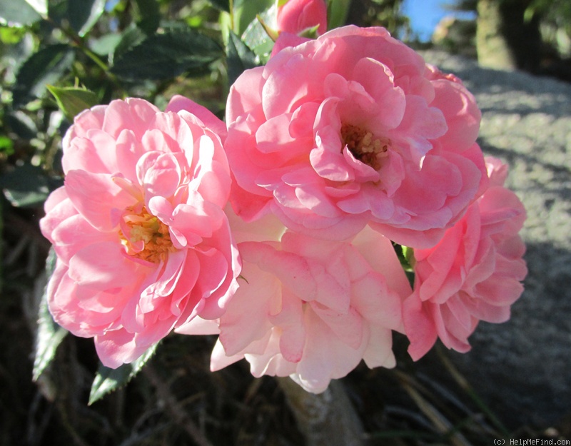 'Fresh Pink (miniature, Moore, 1964)' rose photo