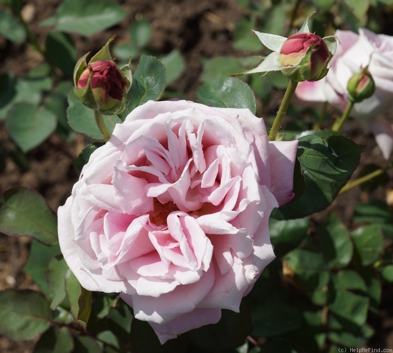 'Viola (hybrid tea, Gaujard, 1955)' rose photo