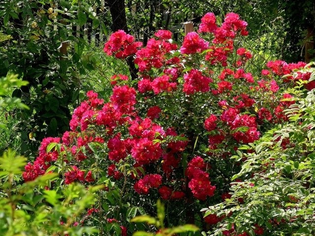 'Hamoro' rose photo