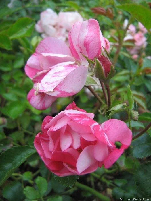 'Flower Carpet ® Pink Splash' rose photo