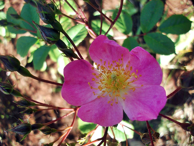 'SV-2011-RLSxV' rose photo