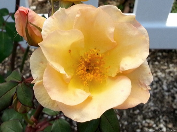 'Angel Grace' rose photo
