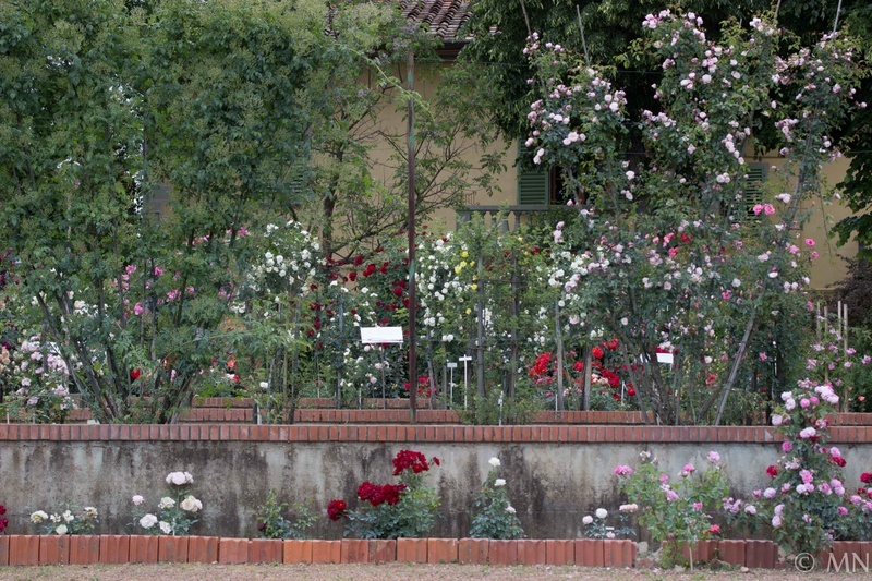 'Gianfranco and Carla Fineschi Foundation Rose Garden'  photo
