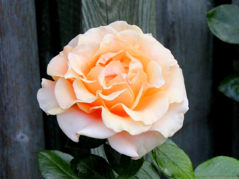 'Marilyn Monroe ™ (Hybrid Tea, Carruth, 2001)' rose photo